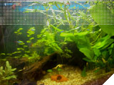 Foto Acuario Biblos