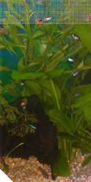 Foto Acuario Biblos